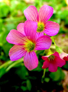 精工與芳華 當(dāng)機(jī)械設(shè)備邂逅花卉特寫(xiě)